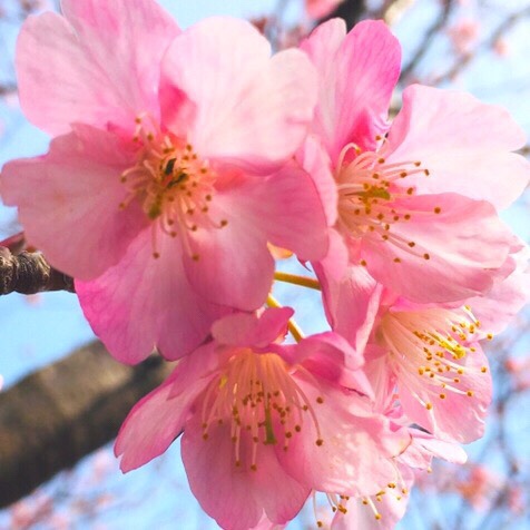 Sakura